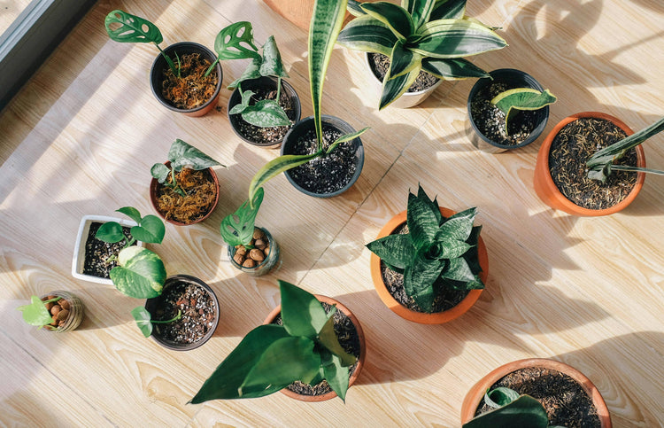 Echte Zimmerpflanzen – Deine grüne Auszeit im Alltag 🌿
