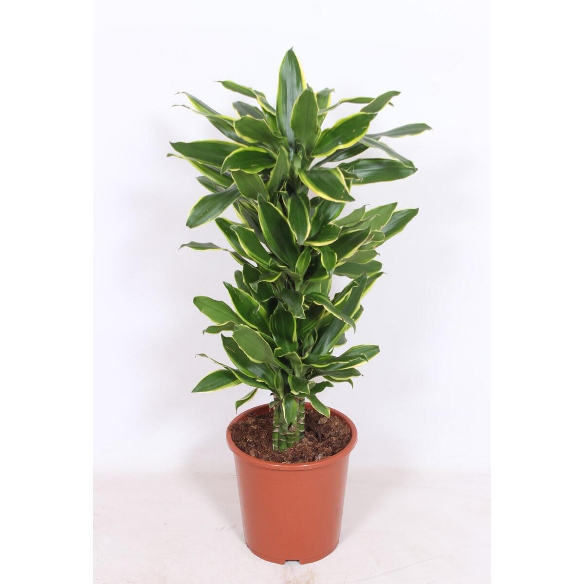 Dracaena Golden Coast – Ø27cm – ↕110cm MEERgroothandel Planten