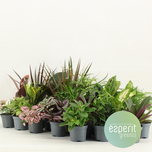 Grünmischung Greenss – 24 Stück – Ø8,5 cm – ↕10 cm MEERgroothandel Planten