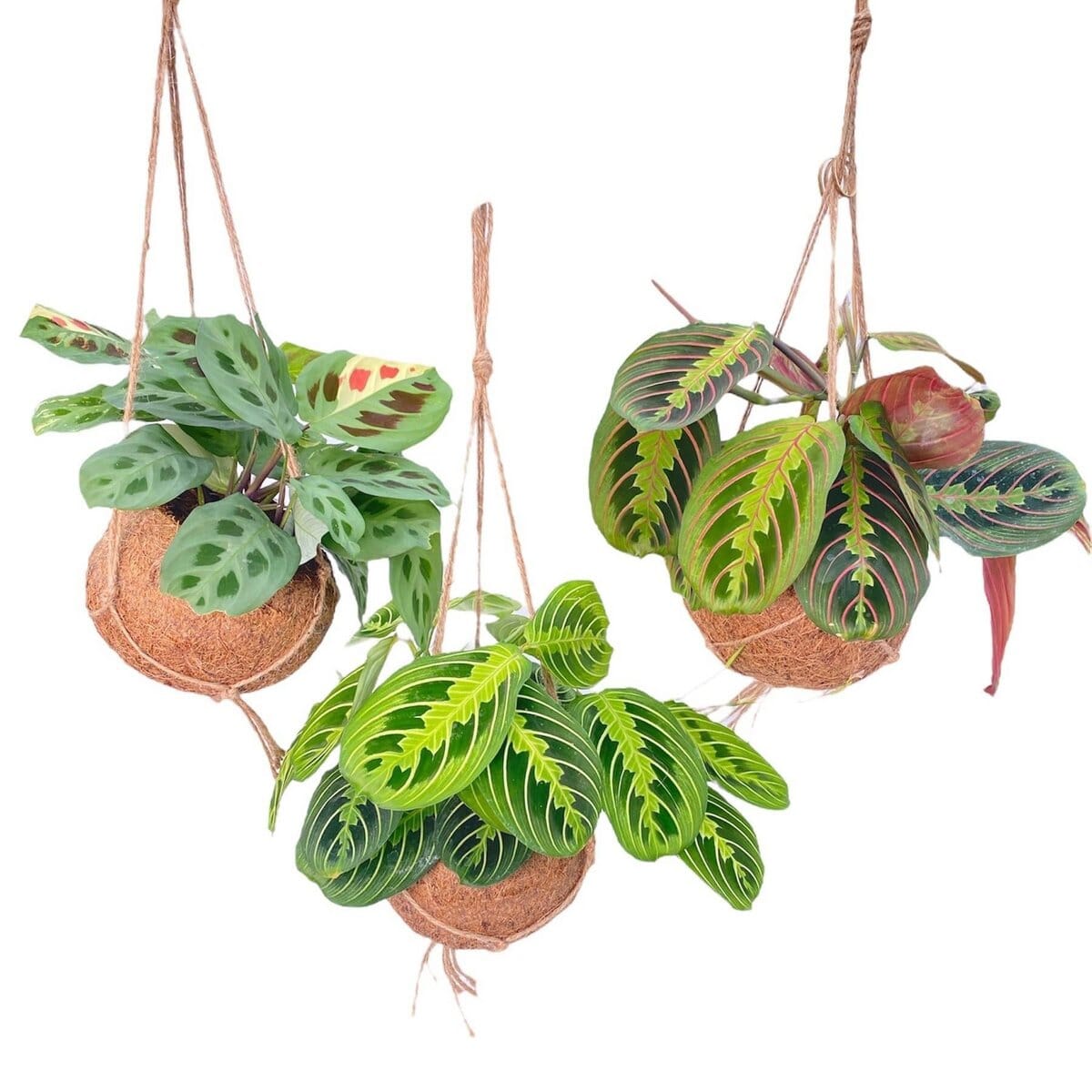 Kokodama Maranta Mix - 3 Stück - Ø15cm - ↕20cm MEERgroothandel Planten