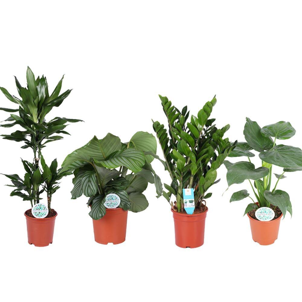 Zimmerpflanzen Green Harmony - 4 Stück - Ø21cm - ↕70-95cm MEERgroothandel Planten