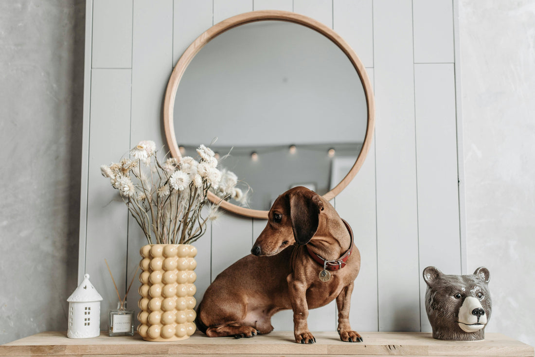 Die Niederländer und ihre Liebe zu Teckeln - ein kleiner Hund erobert die Herzen