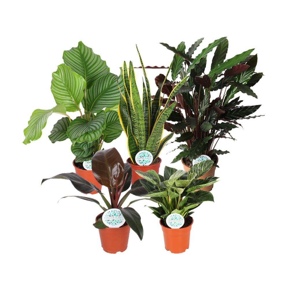 Zimmerpflanzen Green Mix Mountain - 5 Stück - Ø17cm - ↕30-60cm MEERgroothandel Planten 